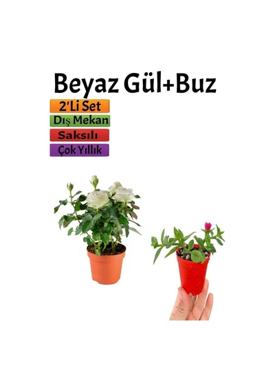 Pembe Gül Fidanı 10-20 Cm + Yer Örtücü Buz Çiçeği Dış Mekan Bitkileri