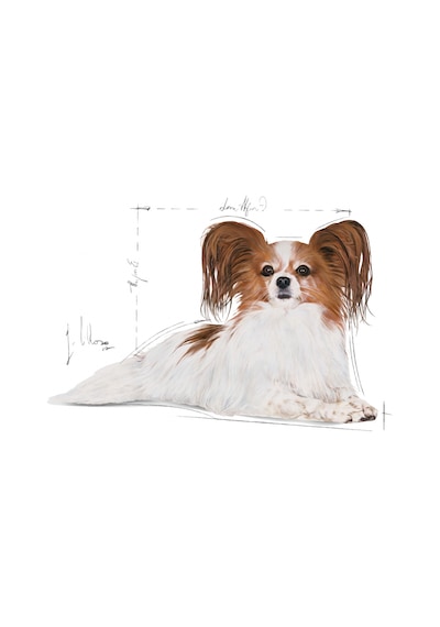 Royal Canin Mini Tavuklu Küçük Irk Yaşlı Köpek Maması 1500 G