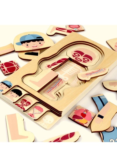 Montessori Waldorf Öğrenme Ahşap Erkek Insan Vücudu Anatomisi Puzzle