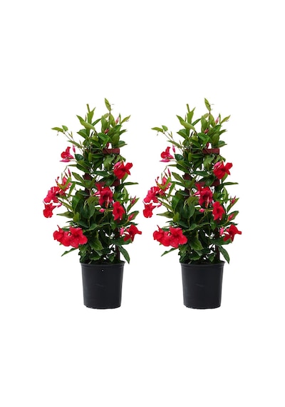 Mandevilla Sarmaşığı - Kırmızı 80-100cm