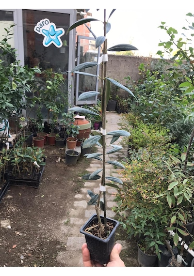 Arbequina Zeytin Fidanı