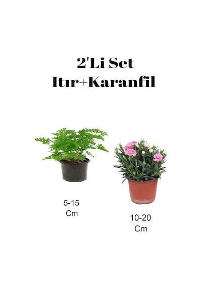 2'li Set Itır Çiçeği Gül Damlası + Pembe Karanfil Balkon Dış Mekan Bitkisi