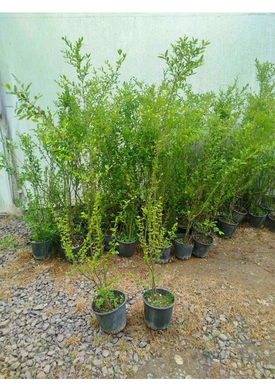 Ligustrum Sinense 5 Adet 100-120 Cm Çiçek Açan Çit Bitkisi