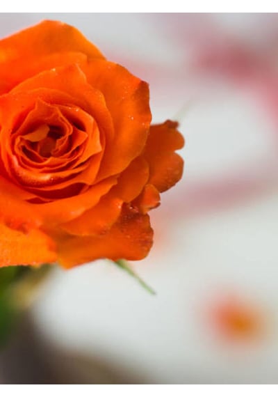 Videolu Koyu Somon Rengi Gül Fidanı Aşılı Saksılı 2 Adet 50-70cm Dış Mekan Salmon Roses