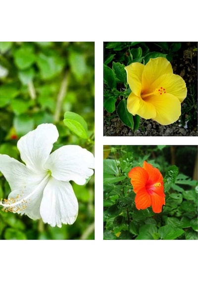 3'lü Karışık Renk Japon Gülü Çiçeği 20-30 Cm Tüplü Çiçekli Bodur Bitki Camellia Japonica