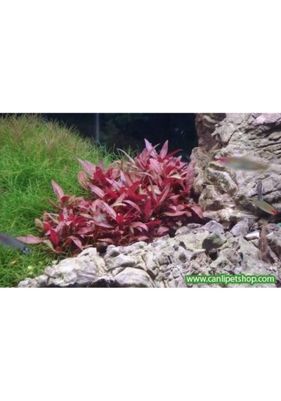 Alternanthera Reineckii 10 Adet