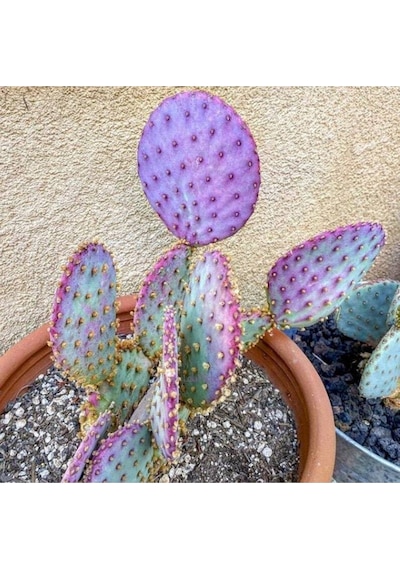 10 Adet Purple Opuntia Violacea V. Santa Rita Kaktüs Tohumu