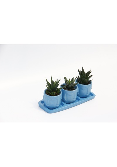 Trio Mavi Adler Sukulent Seti - 3 Çeşit Haworthia