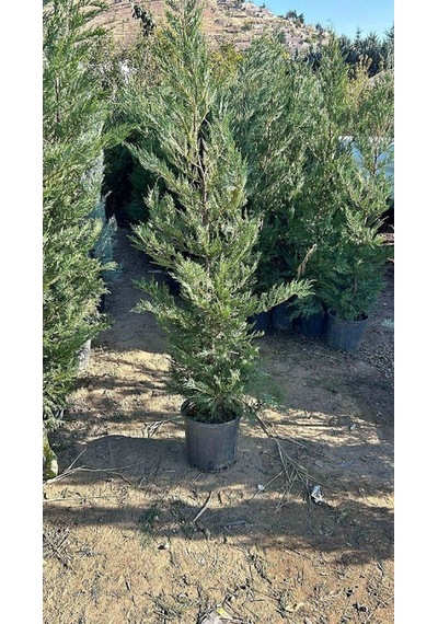 Büyük Boy Leylandi, Büyük Saksıda, 150 Cm. Boyunda,her Mevsim Dik