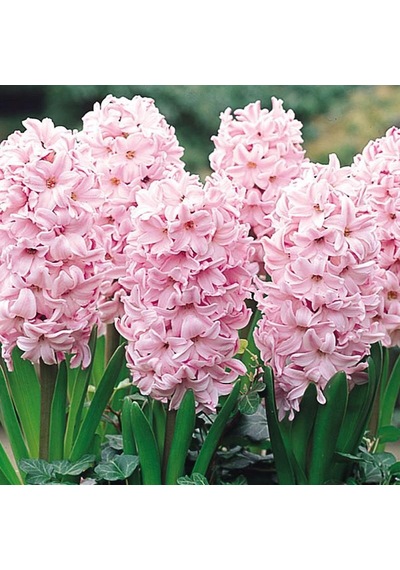 İthal Sümbül Soğanı Pembe Hyacinth Pink