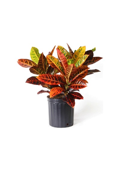 Kraton Bitkisi 60 Cm Boy Croton Petra 17 Cm Saksı Çapı Kroton Ev Bitkisi Ofis Bitkisi Salon Bitkisi