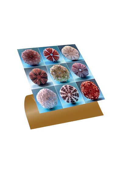 Tink Kendinden Yapışkanlı Deniz Kestaneleri Desenli Pvc Karo 30x30 Cm
