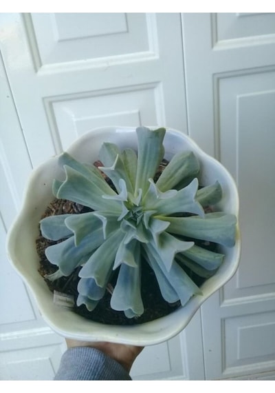 Echeveria Runyonii Topsy Turvy Sukulent Bitki