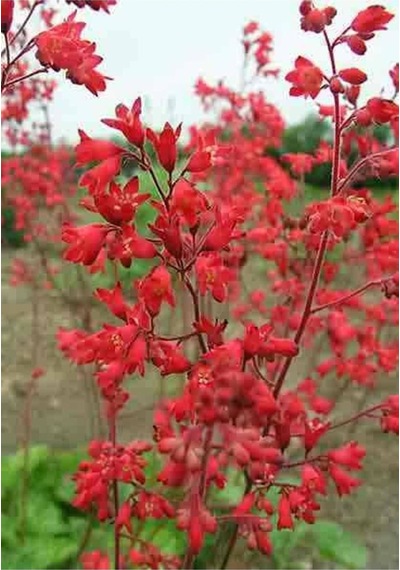 10 Adet Red Heuchera Fırefly Tohumu