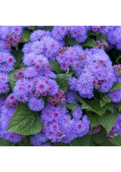 Nadir Ithal Ageratum Çiçeği Tohum 10 Tohum Çiçek Tohumu