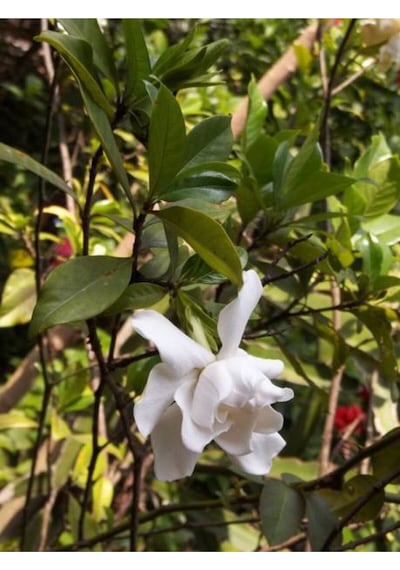 Videolu 1 Adet Beyaz Çiçekli Mis Kokulu Gardenya Çiçeği 20-30 Cm Saksılı İç Mekan Bitkileri Gardenia
