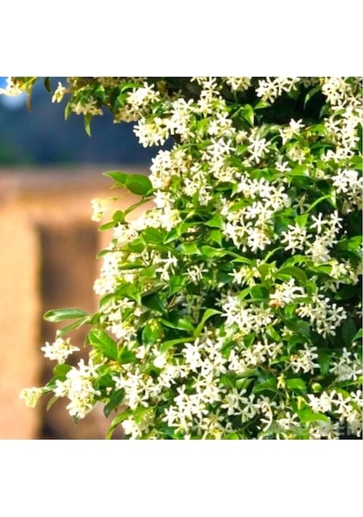 Kokulu Arap Yasemini Sarmaşığı Fidanı Rhyncospermum Jasminoides 20-30 Cm