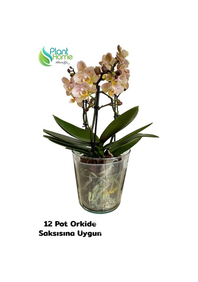 Cam Orkide Saksısı - 12 Pot Cam Orkide Saksısı - Cam Saksı Vazo