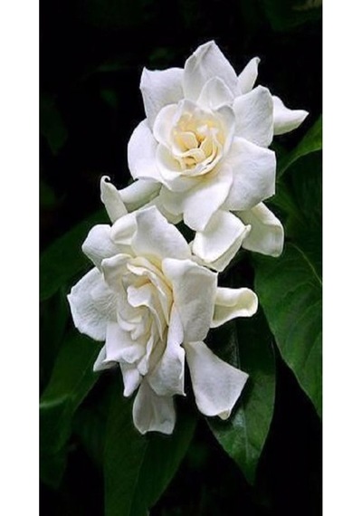 Serada Decor Plant Gardenya Yoğun Kokulu Gardenia Jasmionides Ev Ofis Salon Bitkisi Büyük Saksılı