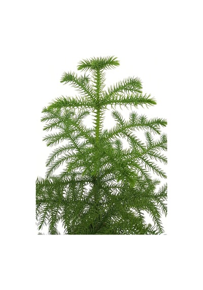 Gerçek Yılbaşı Ağacı Arokarya Araucaria 60-70 Cm Ev Bitkisi Ofis Bitkisi Salon Çamı