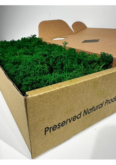 Reindermoss Şoklanmış Norveç Yosunu Terarium Yosunu Grass Green 500 Gr.