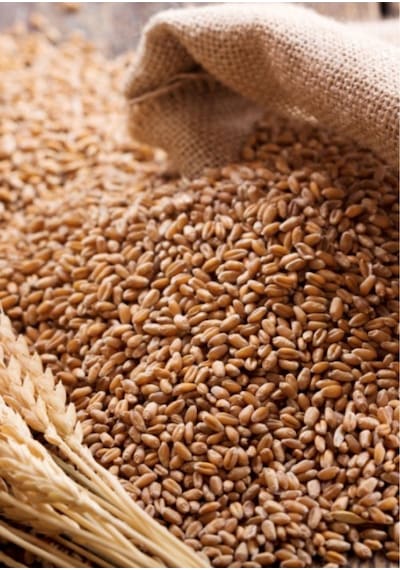 5 Kg Yemlik Buğday / Kuş Tavuk Kaz Ördek Yemi, %100 Doğal
