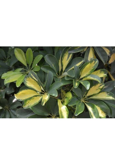 Videolu Şeflera Sarı Alacalı 2 Dallı 1 Adet Saksılı 90-110cm Salon Bitkisi Schefflera Arboricola