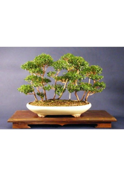 Nadir Ithal Bodur Hambeles Bonzai Ağacı Tohumu 5 Tohum Bonsai Tohumu