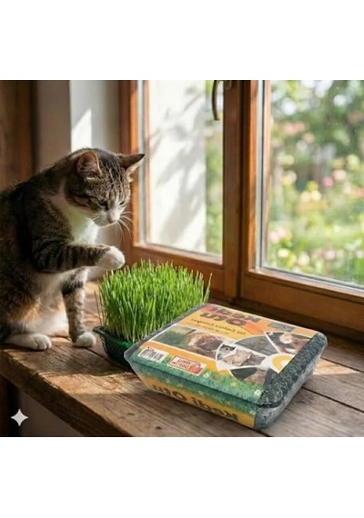 Sindirim Rahatlatıcı Kedi Çimi