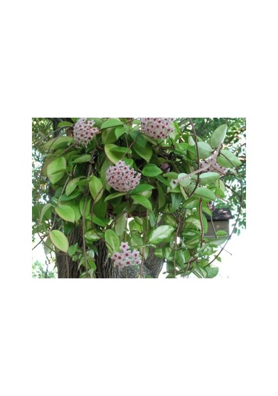 Mum Çiçeği Fidanı Hoya Carnosa 1 Adet 10-20 Cm