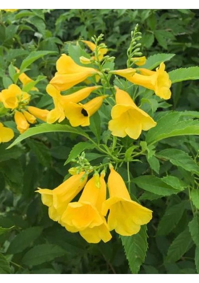 Videolu Sarı Acem Borusu Çiçeği 3 Adet 40-60 Cm Dış Mekan Bitkisi Yellow Campsis Grandiflora
