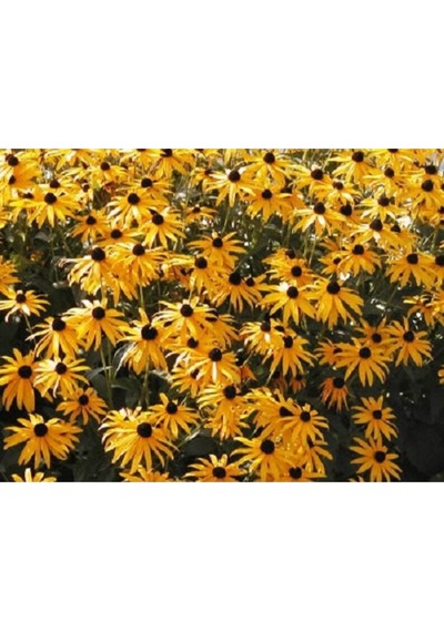20 Adet Black Eyed Susan Tohumu