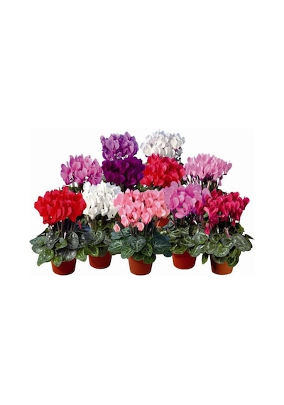 Sıklamen(Cyclamen) 5’li Karışık Renklerde