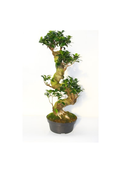 GİNSENG 10 YAŞINDA  60 CM