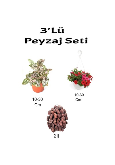 3'lü Peyzaj Seti Pembe Hostes Kırmızı Petunya Çiçeği Curf