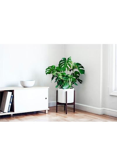 Monstera Deliciosa Deve Tabanı 80-100 Cm