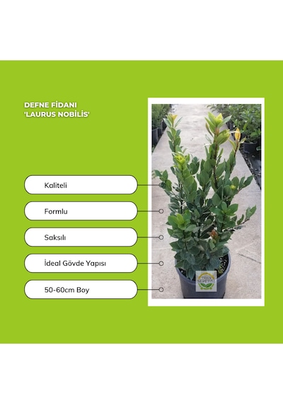 3 Yaş Defne Fidanı 'laurus Nobilis'
