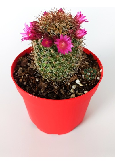 Mammillaria Spinosissima Lila Çiçekli Kaktüs Özel Tür 8.5 Saksıda