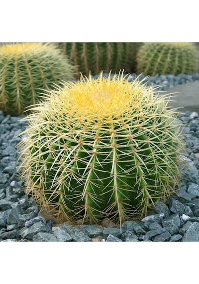 Altın Fıçı Kaktüsü – Echinocactus Grusonii 20-30 cm