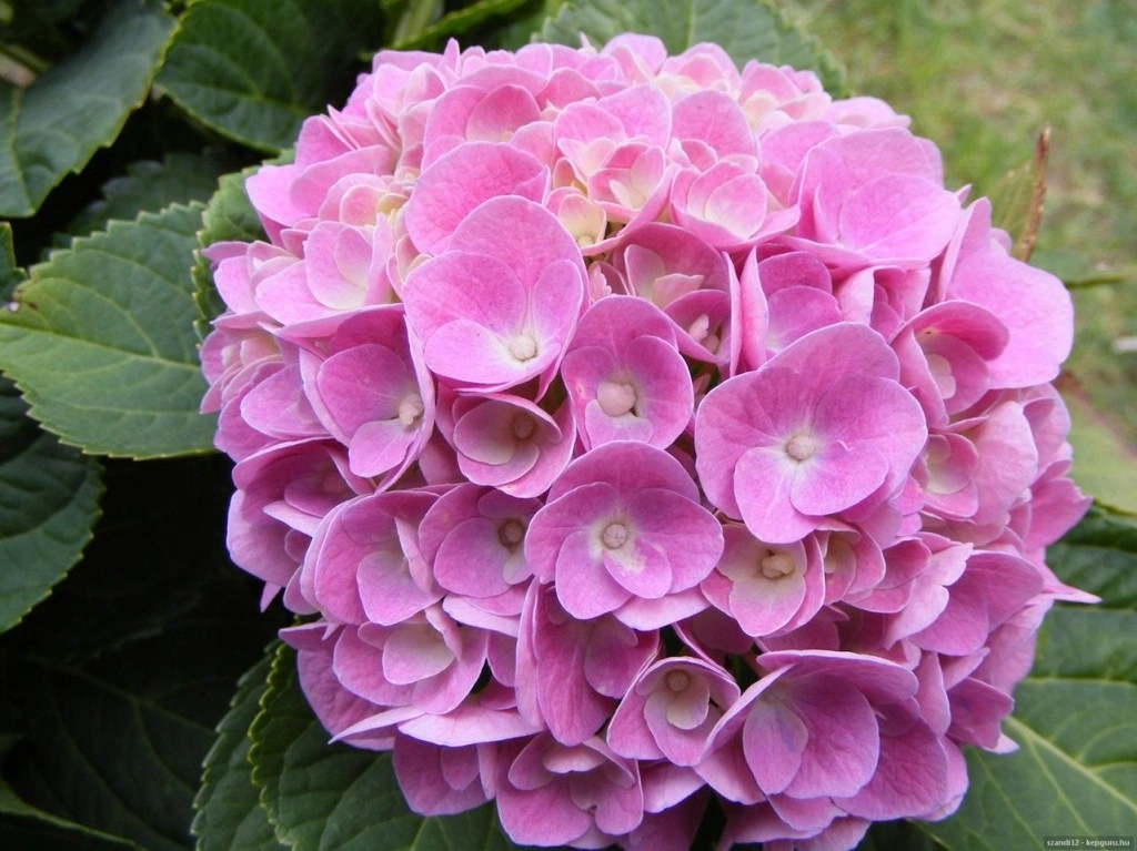 Canlı Ortanca Çiçeği Fidanı Açık Pembe 10-20 Cm