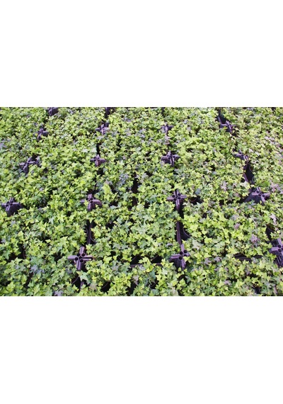 Küçük Yapraklı Hedera Sarmaşık 10 Adet N11.21341