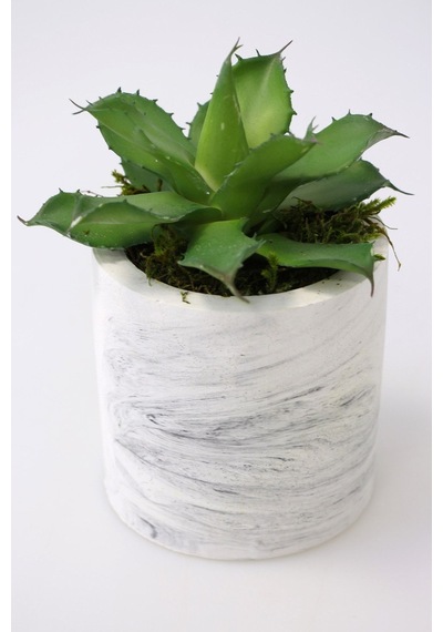 Yapay Çiçek Deposu Beton Saksıda Islak Büyük Succulent Echeveria Setosa Yeşil