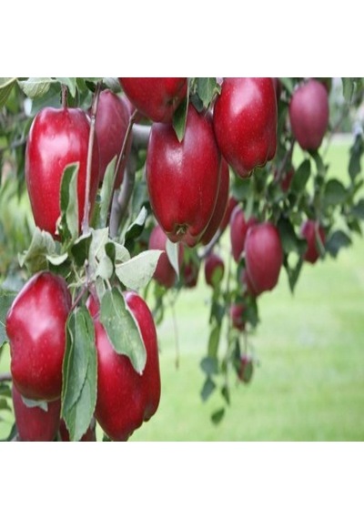 Tüplü Yarı Bodur Erkenci Red One Elma Fidanı