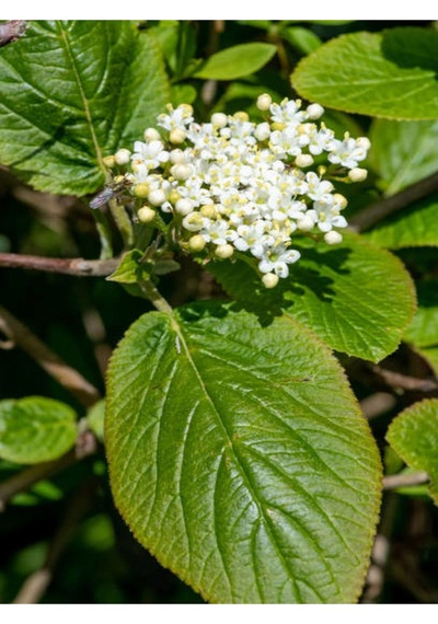 Kartopu Beyaz Renkli 80 110 Cm 1 Adet Tüplü Dış Mekan Bitkisi Viburnum Lucidum