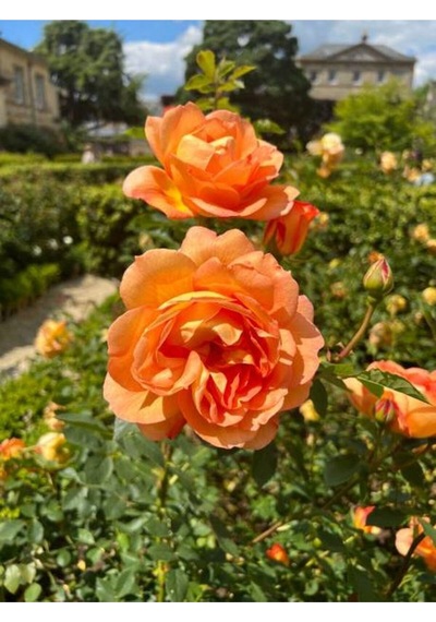 Yediveren Kavuniçi Renginde Gül Fidanı 30 50 Cm 2 Adet Saksılı Aşılı Gül Rose