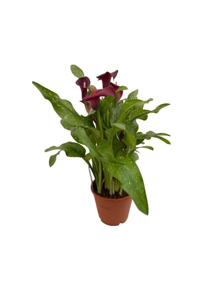 Gala Gelin Çiçeği Kırmızı 15-25 Cm