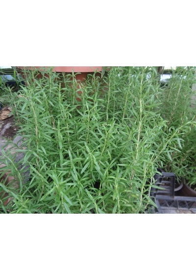 Yeşil Deniz Fidancılık Biberiye 20-40 CM