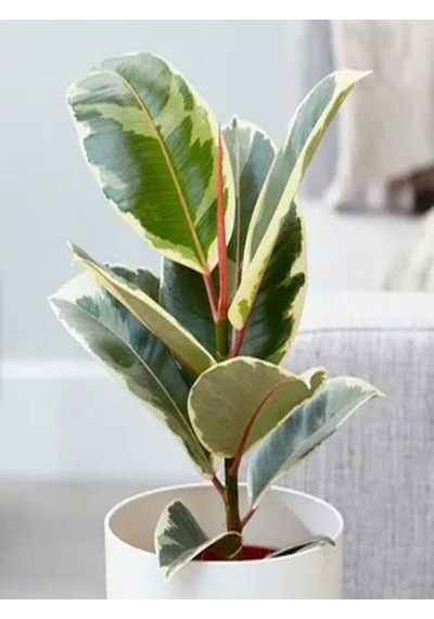 Videolu 1 Adet Alacalı Kauçuk Çiçeği Fidanı 70-100cm Tüplü Çiçekli Bodur Bitkiler Ficus Elastica