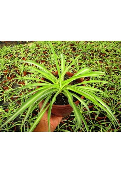 Videolu Kurdele Çiçeği 3 Adet Saksılı/ Tüplü 15-25 Cm Bahçe-salon Bikisi Chlorophytum