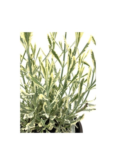 Alacalı Lavanta Fidanı 10-20 Cm